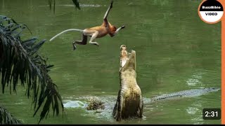 This Monkey Jumps Straight Into aCrocodile's Trap