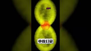 红伞伞，白杆杆，吃完一起 野生蘑菇不能吃#云南野生菌