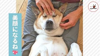 気持ちよすぎる飼い主さんのお顔マッサージで、イケメンを目指す犬【PECO TV】