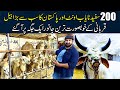 200 Safeed Camel 🐪🐪 | Anokhay Janwar JDC | Eid 2024 | Animal Market