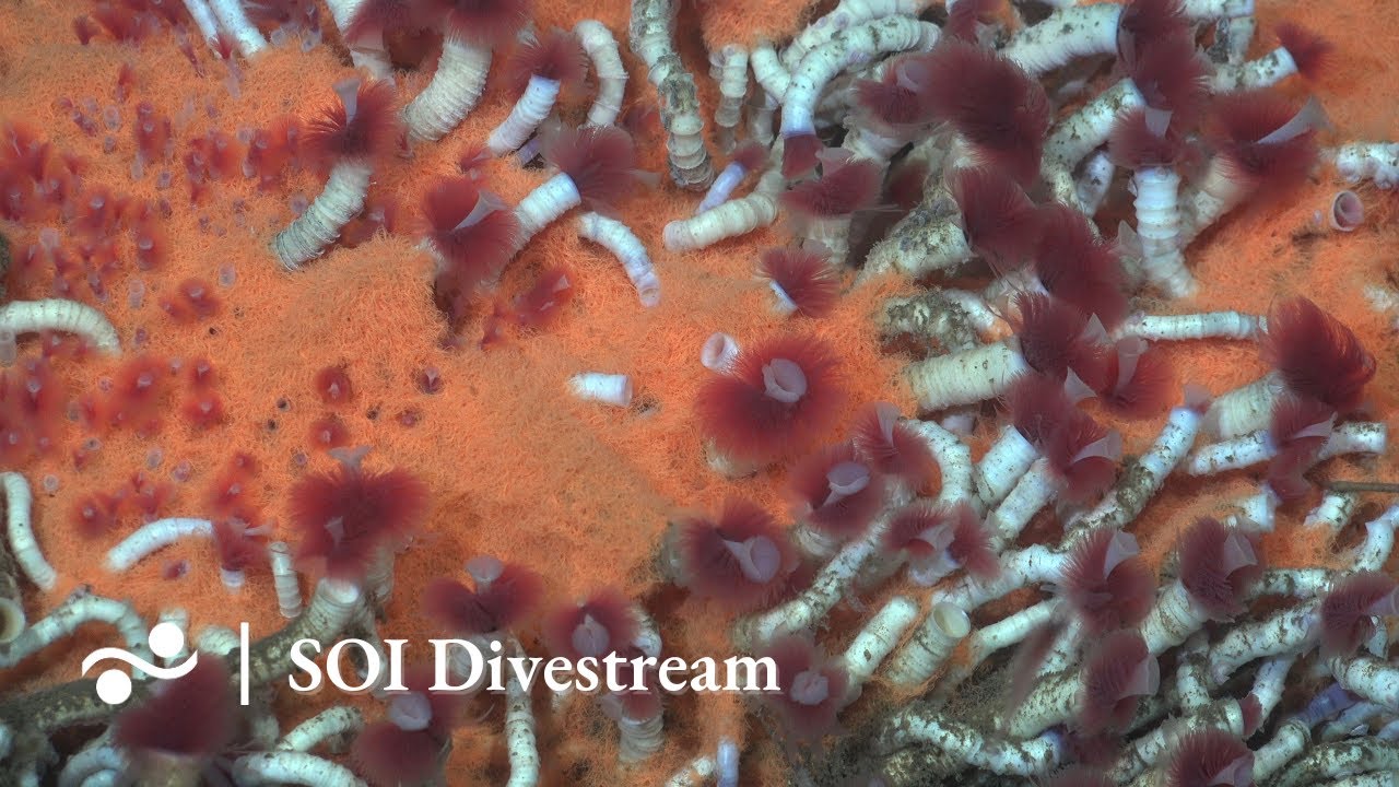 El Quisco Soi Divestream 727 Part 2 Youtube