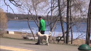 Jack (Labradoodle) Boot Camp Trained Dog demonstration