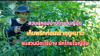 เก็บพริกแดงๆ 🌶️🌶️ #คนไทยในญี่ปุ่น #คนไทยในต่างแดน #แม่บ้านญี่ปุ่น #สวนผักหน้าบ้าน #สวน