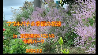 フブキバナ＆季節の花達　in　宜野湾市いこいの市民パーク　2024 3 2