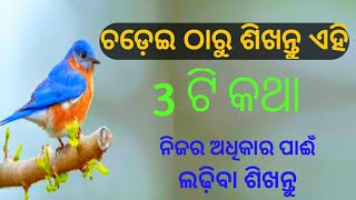 learn 3 lessons from Bird / lessons for win in life/ଅମୂଲ୍ୟ ଶିକ୍ଷା