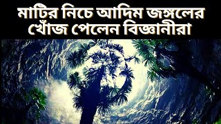 মাটির তলায় 630 ফুট গভীরে আদিম জঙ্গলের খোঁজ পেলেন বিজ্ঞানীরা।