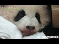 可愛すぎ！！ バイバイ🐼 飼育員さんが迎えにきて、優しく抱っこされて帰っていく🐼 彩浜 アドベンチャーワールド