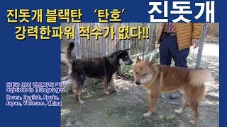 진돗개블랙탄 '탄호' 강력한파워 대결할 적수가없다