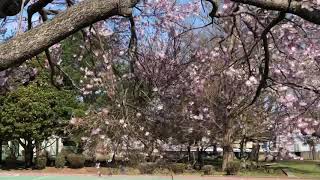 【坂東市】逆井山小学校の桜