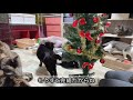 【猫とクリスマス】ツリーと戦う猫たち ฅ^•ω•^ฅ christmas with cats cats fighting with a tree