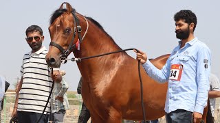 Kathiyawadi Stallion Ring - horse show Visavada ( Porbandar )  - kathiyawadi Horse Video