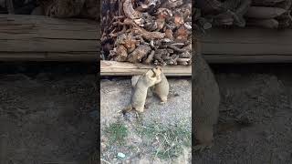 Watch Two Marmots Have a Hilarious Quarrel! #shorts #short