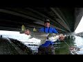 pesca con camarones grandes increíble robalo en puentes de tampa