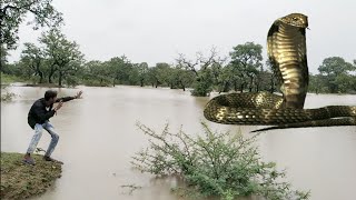 Anaconda Snake 10 In Real Life Hd 🎥Video