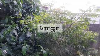 எங்கள் வீட்டு தோட்டத்தில் உள்ள மரங்கள் செடிகள் |  gardening | @samayalroom