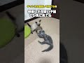 【保護猫ロシアン】ついついオナラ出たっちゃー😊💨（真冬に保護した子猫） ねこせん