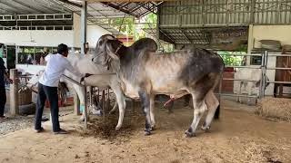 Kampong Chhnang VS Battambang