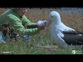 Royal Albatross Hatchling Gets A Weight Check From Rangers In New Zealand | DOC | Cornell Lab