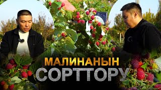 Малинанын сорттору. Полька, Палана, Пшехиба