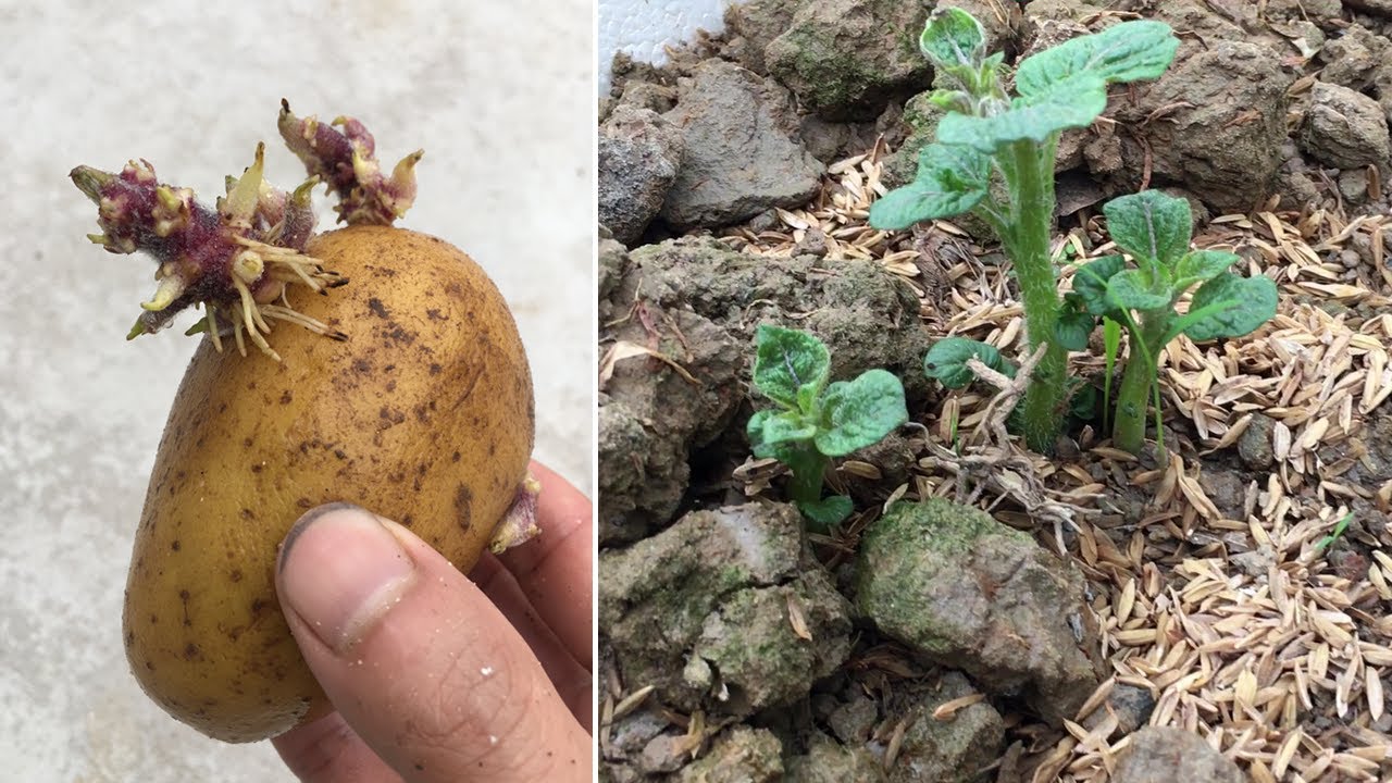 How To Grow Potatoes At Home Without A Garden | Grow Potatoes In ...