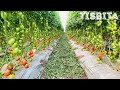 CULTIVO DE JITOMATE TOMATE SIEMBRA PRODUCCIÓN COSECHA EMPAQUE Y DISTRIBUCIÓN DEL JITOMATE #4