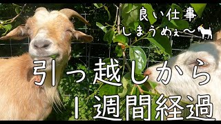 【草むしりのプロ！？】ヤギパワー全開！耕作放棄地が一週間でここまで変わった