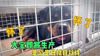 罗威纳母犬大宝即将生产，大家猜猜是独生女还是独生子？