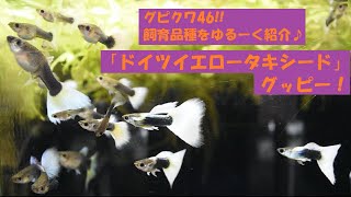 【ゆる動画】ド定番な人気品種♪ドイツイエロータキシードグッピー！飼育している中で一番安定している系統を紹介！【グピ】