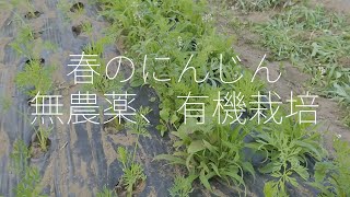 春の有機にんじん栽培。草との戦い