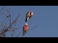 chirping galahs at ease in the wild