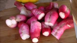 Harvesting And Storing Radishes,  Uncovering The 4 Day Old Microgreens