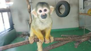 可愛い！ ボリビアリスザル 西山動物園 nisiyama zoo japan 福井県 Bolivian Squirrel Monkey pretty monkey