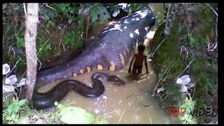 সাবধান! ভয়ানক ও বিরল প্রজাতির এই ৫ টি সাপ দেখলে অবাক হবেন আপনিও - Most Big Snakes in the World