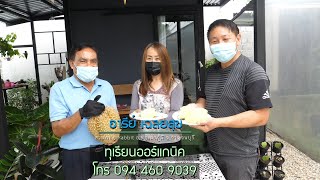 รีวิวทุเรียนออร์แกนิคทองผาภูมิ