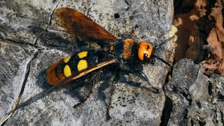 European mammoth wasp – Megascolia maculata