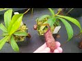 nepenthes hybrid program december 2017 pt. 1