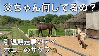 馬と暮らす牧場の一日👨‍🌾　牧草の刈り取り！　#なごみ牧場