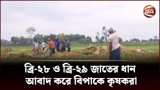 ব্রি-২৮ ও ব্রি-২৯ জাতের ধান আবাদ করে বিপাকে কৃষকরা | Channel 24