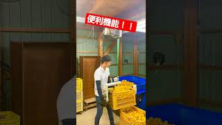 重たいコンテナも楽ちん！！🎥動画提供🎥みかん屋_笑福さん。（BGM編集済み）#agriculture #農業 #shorts #農業機械 #farmer