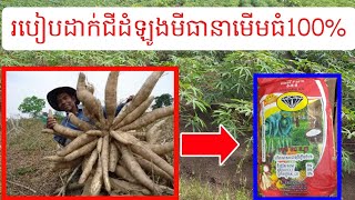 របៀបដាក់ជីដំឡូងមីធានាមើមធំ100%