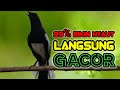 99% BIKIN NYAUT, SUARA KACER GACOR MEMANCING EMOSI LAWAN KACER APASAJA LANGSUNG NYAUT GACOR BUKOR!