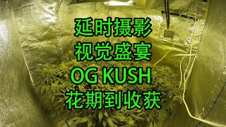 中文大麻种植教程—OG库什花期生长期延时摄影