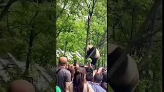 宠粉狂魔，星宝每天嗨到爆。这里没有太多限制，还免费 | Spain, giant panda Xingbao|panda españo  #熊猫 #熊猫星宝 #熊猫爬树 #贵州