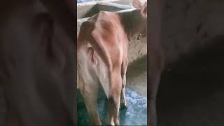 #ABS #ROMEO #BULL #SUPER RESULT