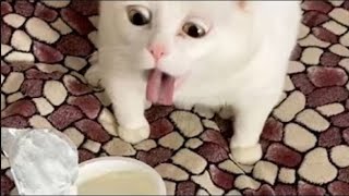 اضحك مع أروع طرائف القطط المضحكة | مقاطع مضحكة Cats funny fails compilation | Fail AN TV