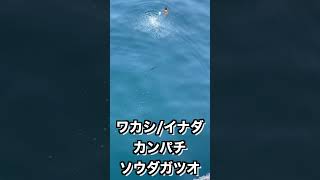 青物じゃんじゃん回遊中カゴ釣りで狙う！