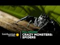 Crazy Monsters: Spiders 🕷️ FULL EPISODE | Smithsonian Channel