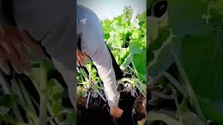 proses petani panen hasil tanam yang memuaskan #shorts