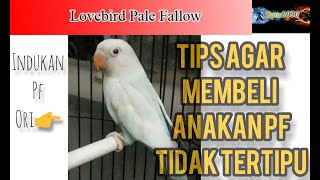 Tips aman beli split PF