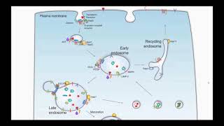 The Role of Endosomes in Prostate Cancer